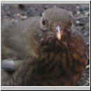 Turdus merula - Amsel w10.jpg